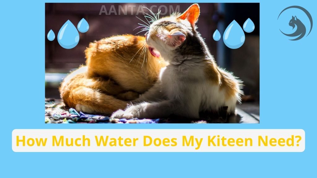 How Much Water Does My Kitten Need?