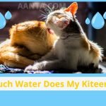 How Much Water Does My Kitten Need?