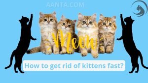 How to get rid of kittens fast?