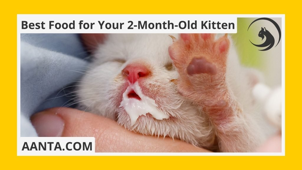 What can I feed my 2-month-old kitten