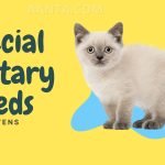 Special Dietary Needs for Kittens