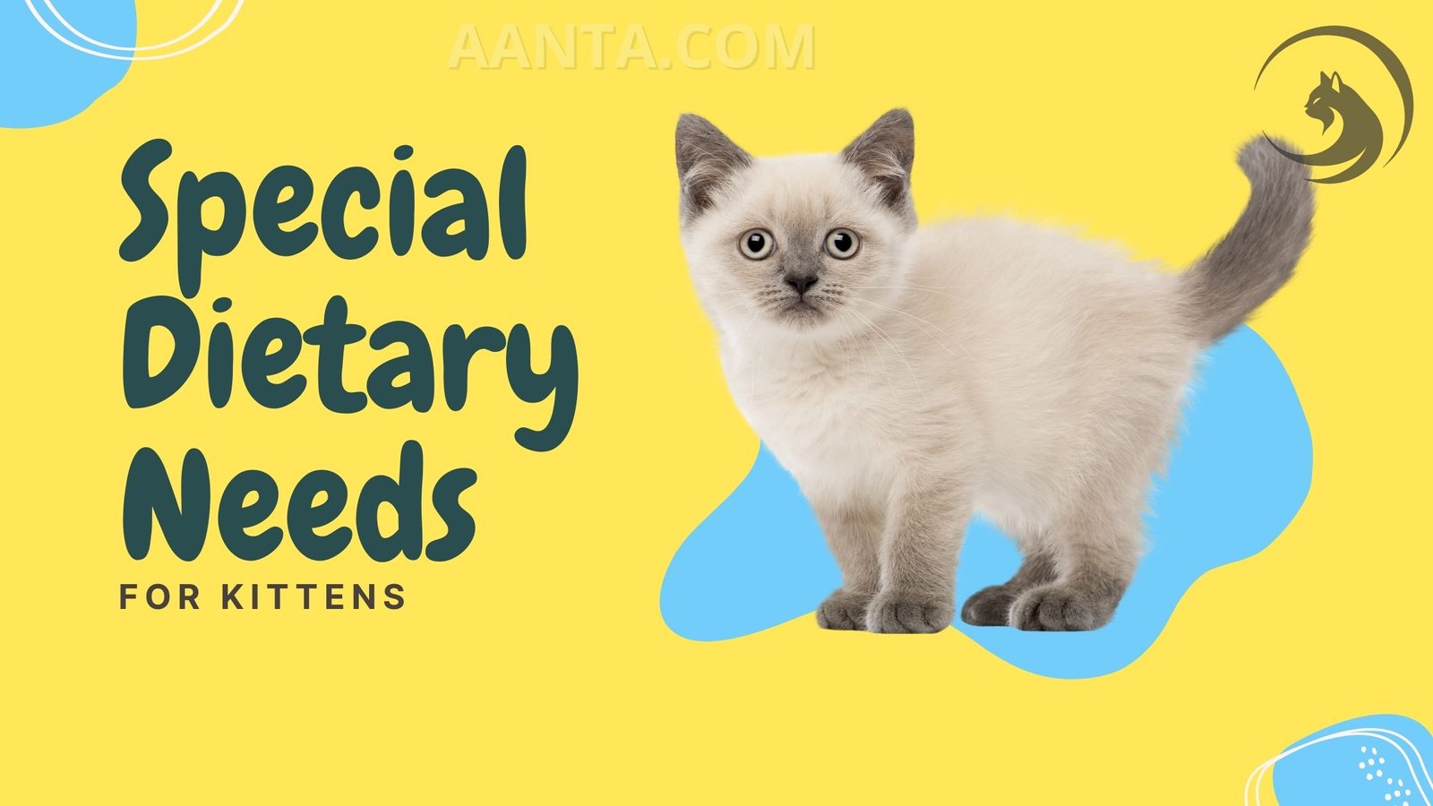 Special Dietary Needs for Kittens