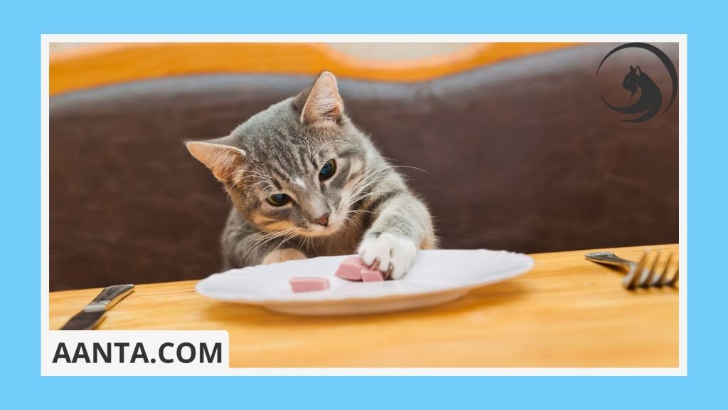 Understanding Kitten Food Labels