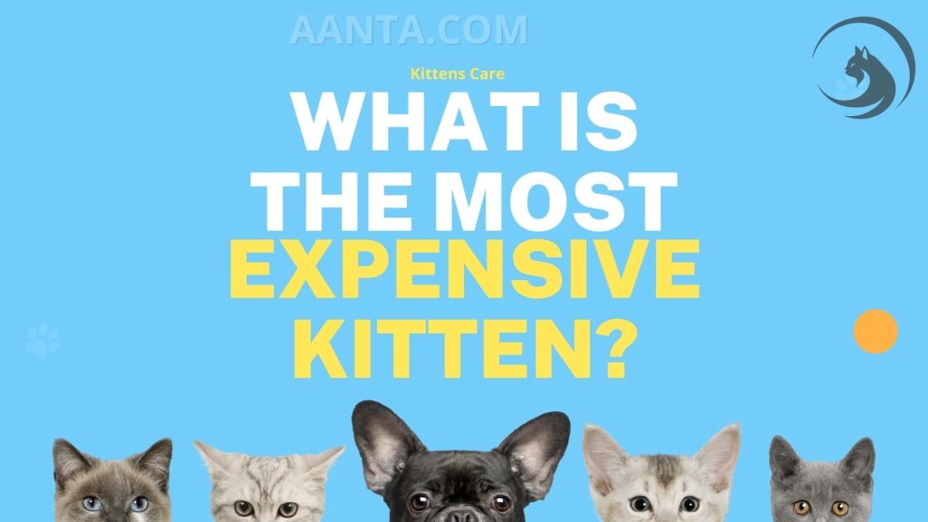 What is the most expensive kitten