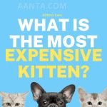 What is the most expensive kitten