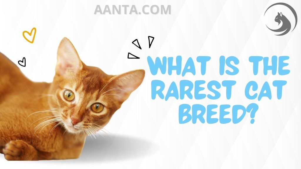 What is the rarest cat breed