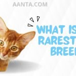 What is the rarest cat breed