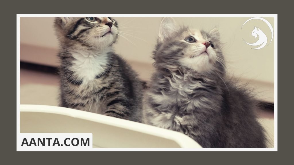 When should I start litter box training my kitten