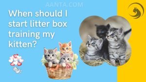 When should I start litter box training my kitten