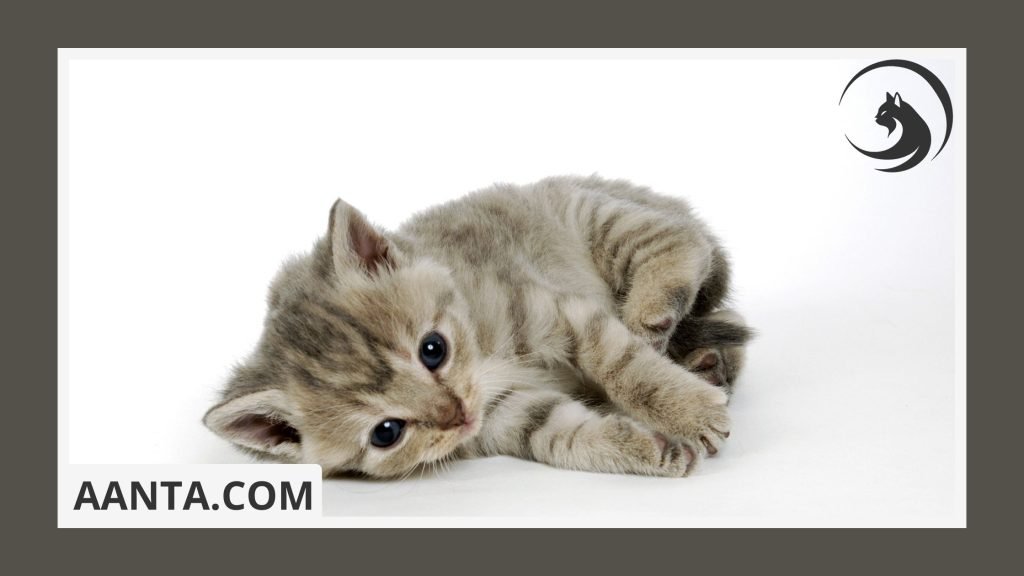 When should I start litter box training my kitten