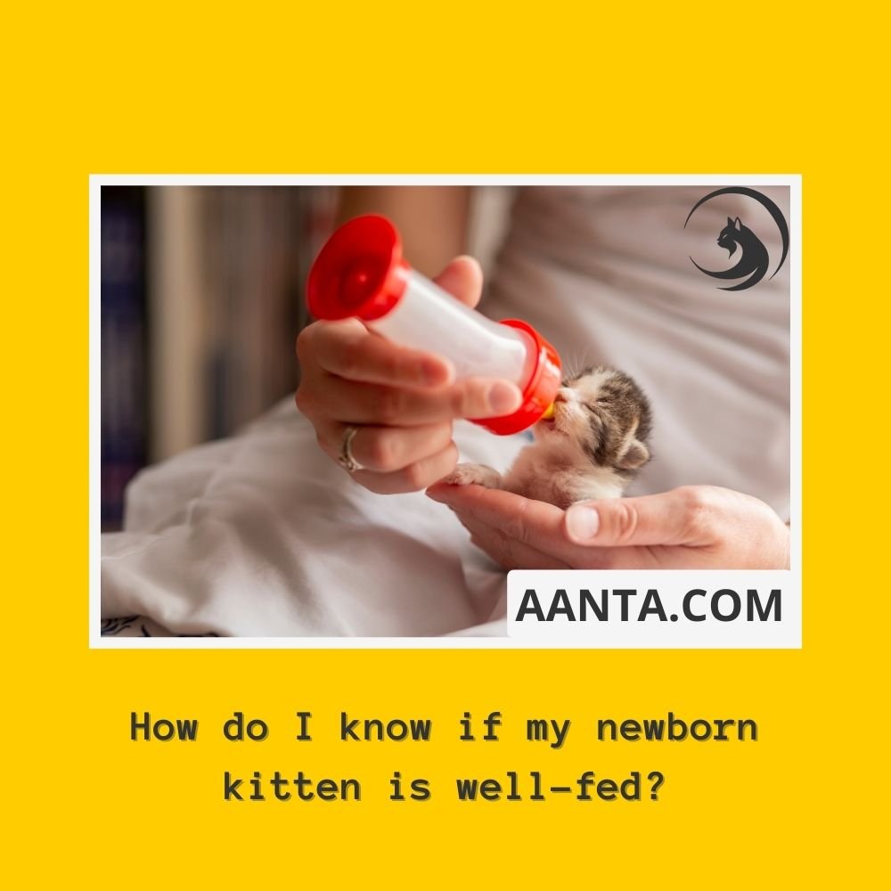 How do I know if my newborn kitten is well-fed