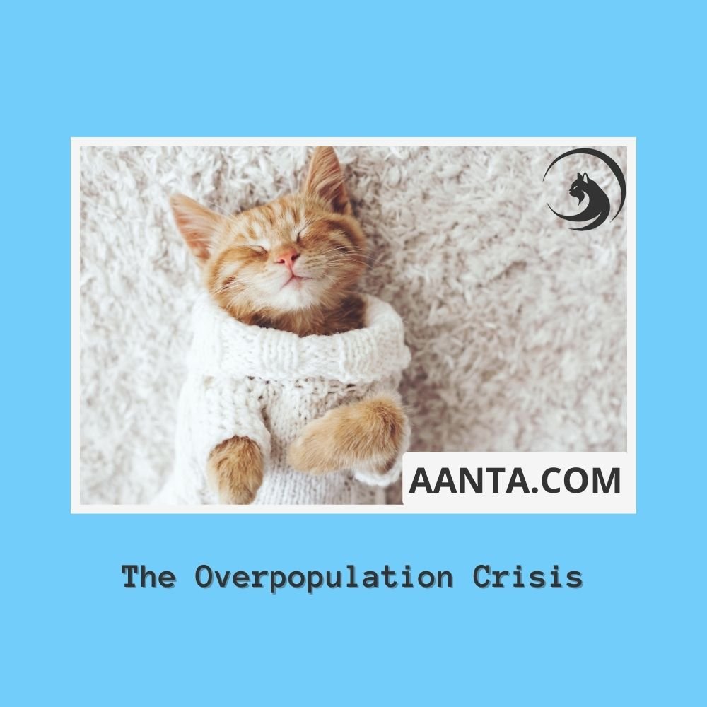 The Overpopulation Crisis