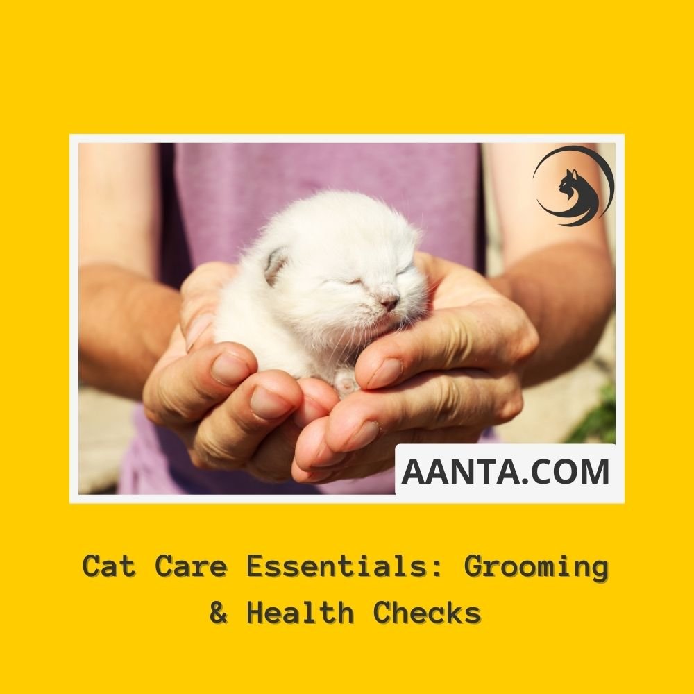 Kitten and Cats Grooming & Health Checks Tips