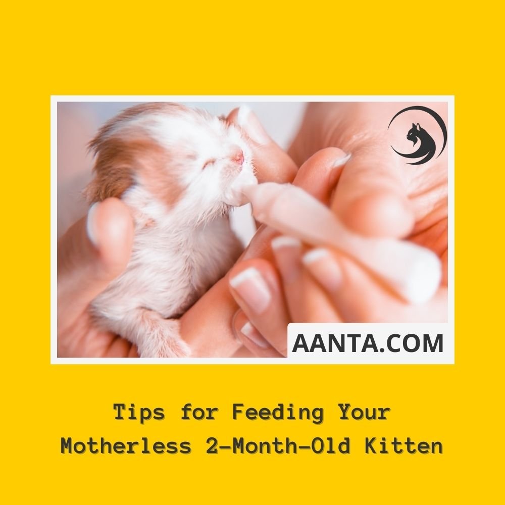 Tips for Feeding Your Motherless 2-Month-Old Kitten