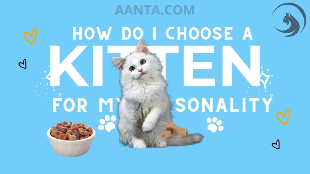 How do I choose a kitten for my personality