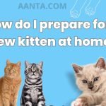 How do I prepare for a new kitten at home