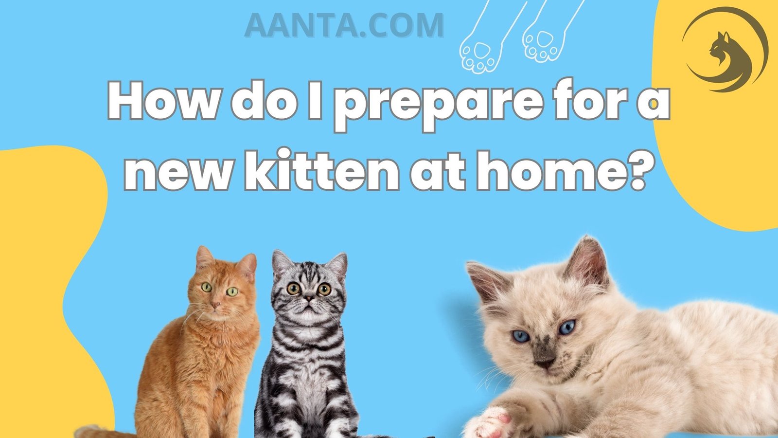 How do I prepare for a new kitten at home