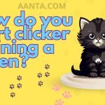 How do you start clicker training a kitten