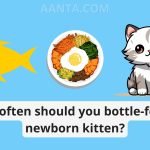 How often should you bottle-feed a newborn kitten