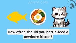 How often should you bottle-feed a newborn kitten