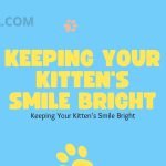 Keeping Your Kitten's Smile Bright