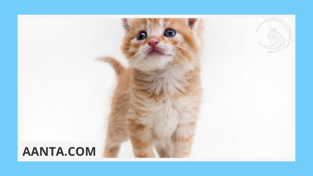 Safe and Stylish Collars and Harnesses for Kittens