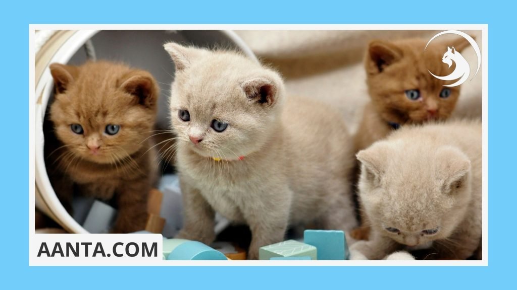 Safe and Stylish Collars and Harnesses for Kittens