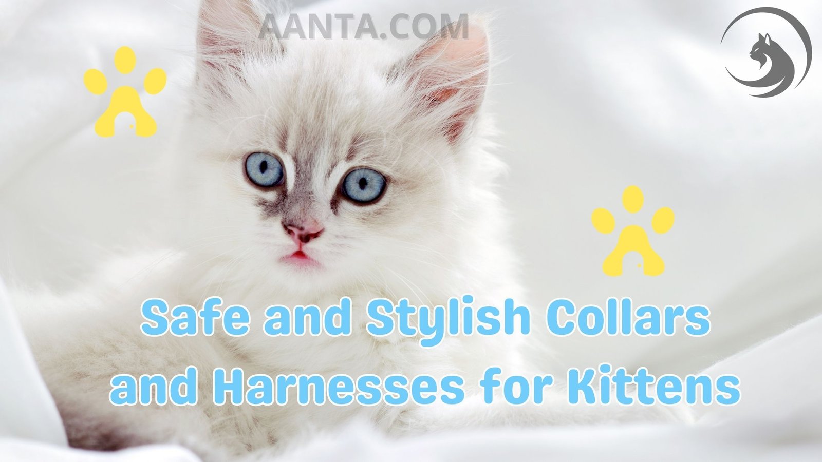 Safe and Stylish Collars and Harnesses for Kittens