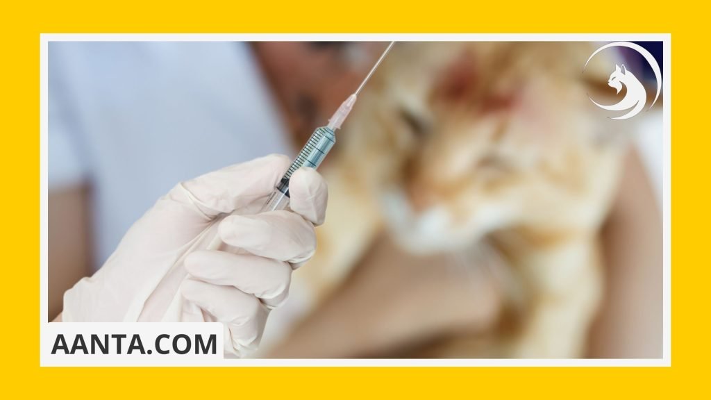 Vaccinate & Microchip Your Cat