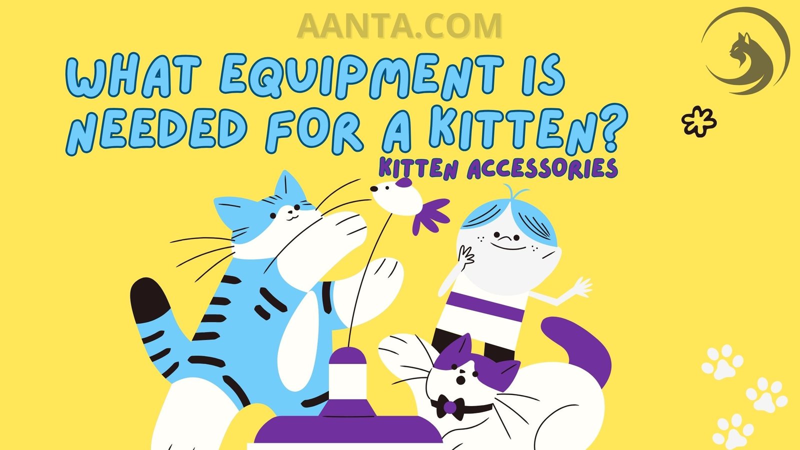 What Equipment is Needed for a Kitten