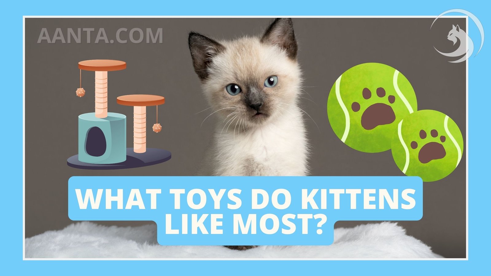 What Toys Do Kittens Like Most