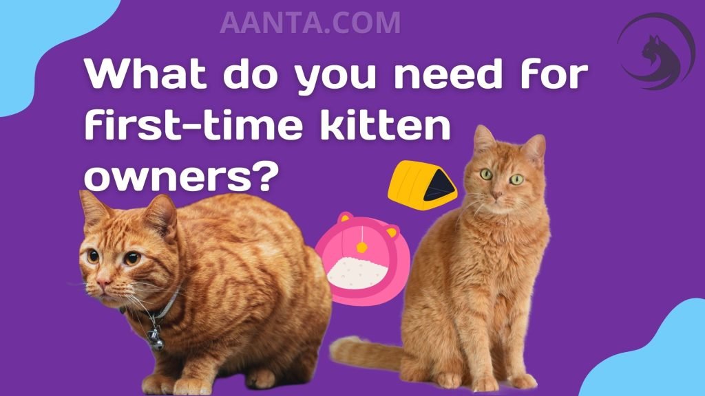 What do you need for first-time kitten owners