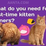 What do you need for first-time kitten owners