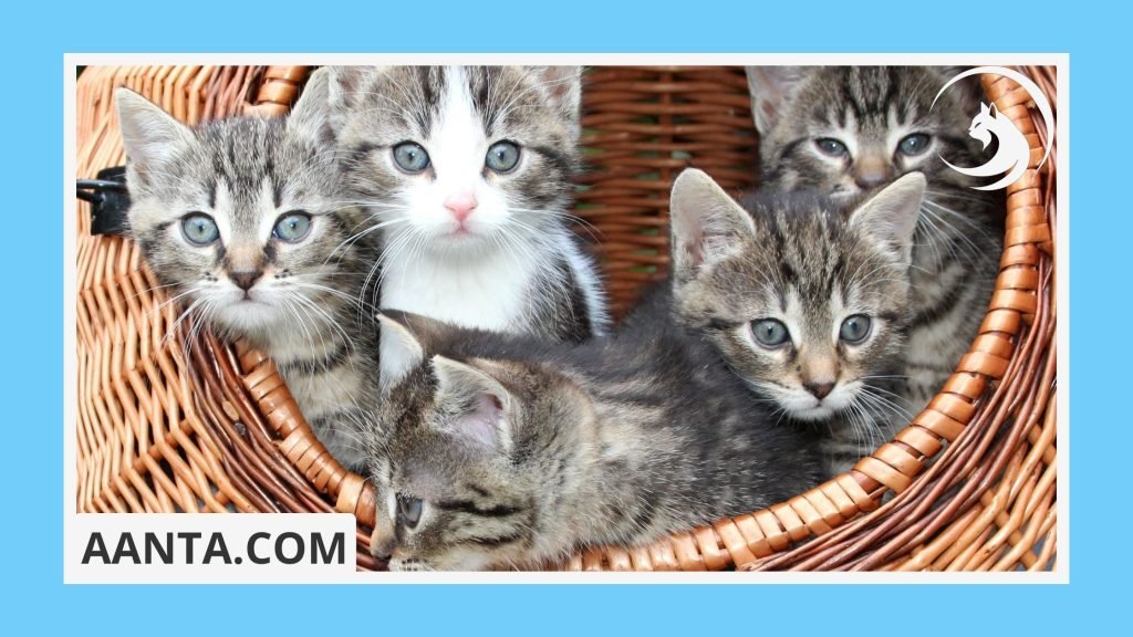 What do you need for first-time kitten owners