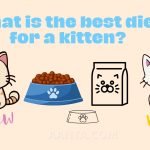 What is the best diet for a kitten