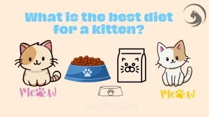 What is the best diet for a kitten