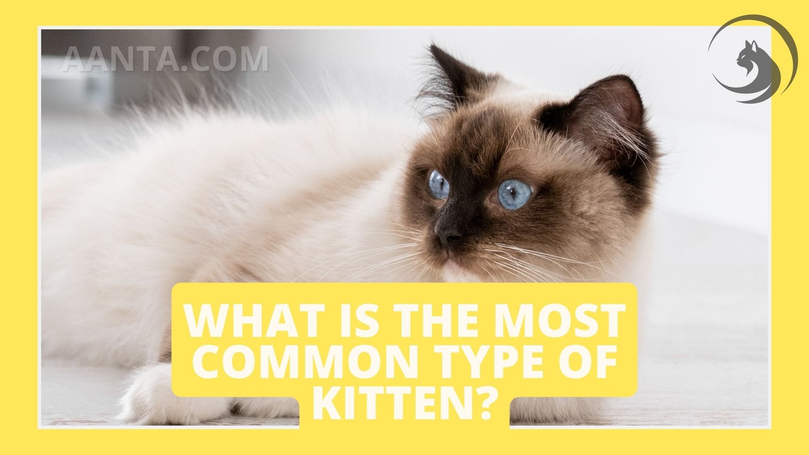 What is the most common type of kitten