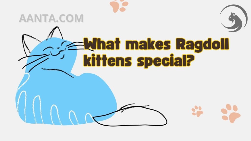 What makes Ragdoll kittens special