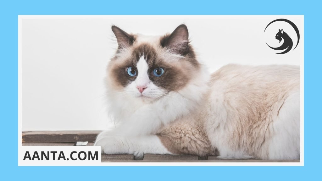 What makes Ragdoll kittens special