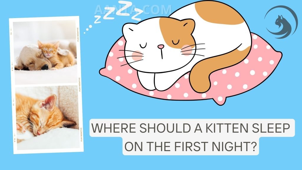 Where should a kitten sleep on the first night