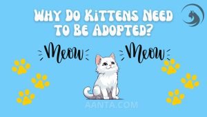 Why Do Kittens Need to Be Adopted