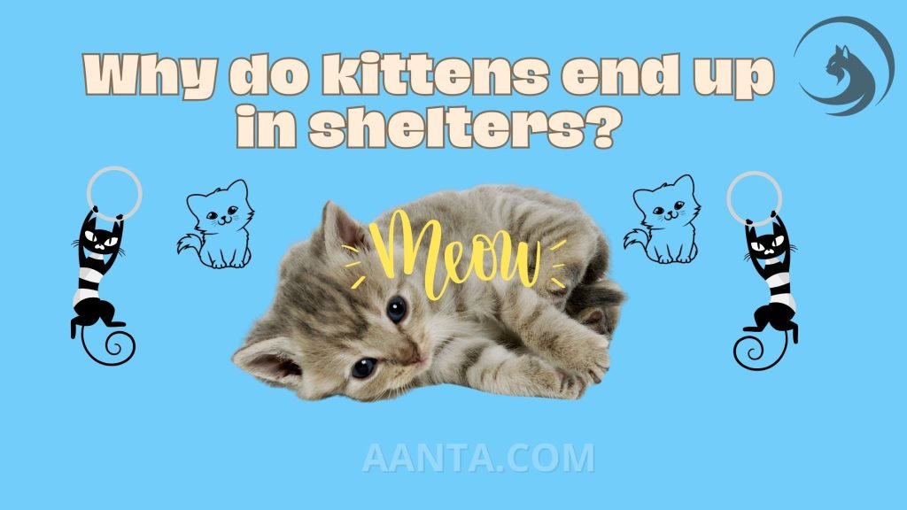 Why do kittens end up in shelters