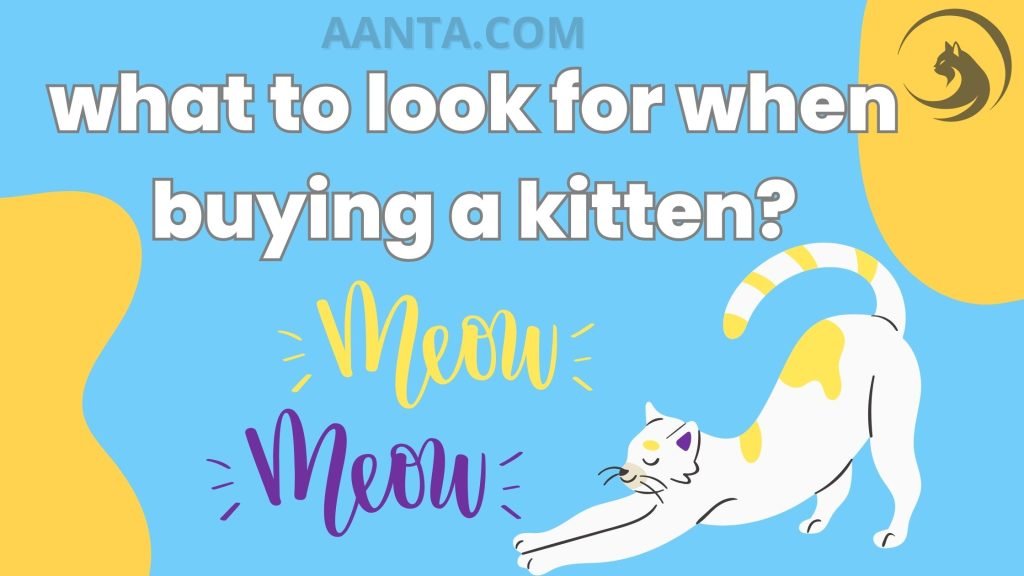 what to look for when buying a kitten