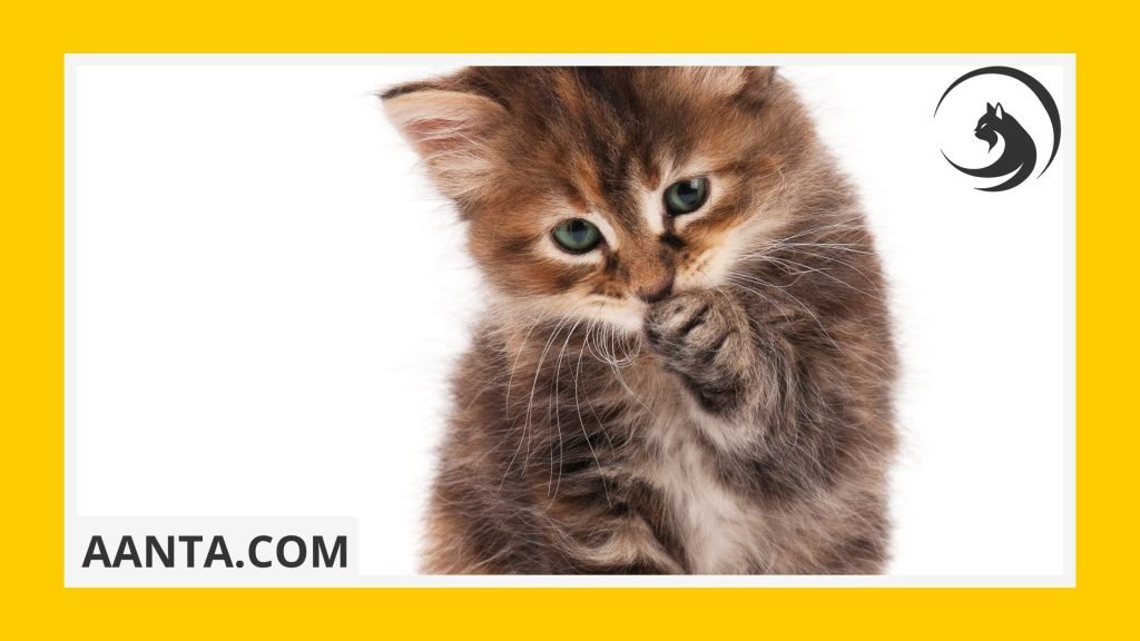 what to look for when buying a kitten